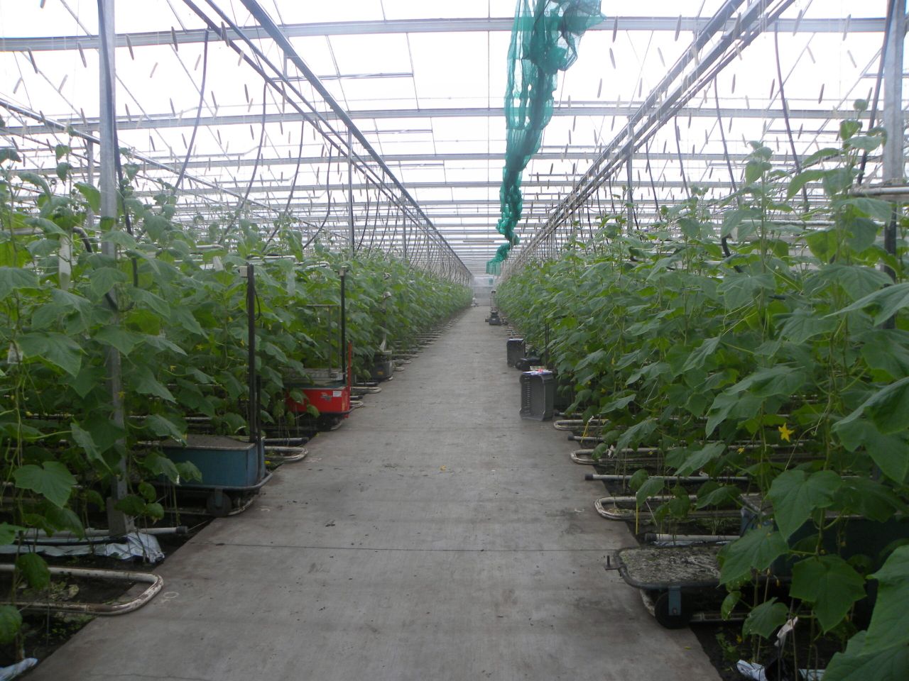 Soil comes first for Dutch greenhouse grower