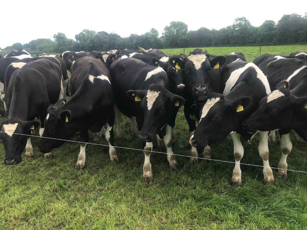 Contract rearing male dairy calves... with a twist