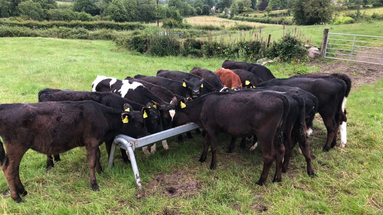 Farmers reminded to be wary of lungworm in cattle