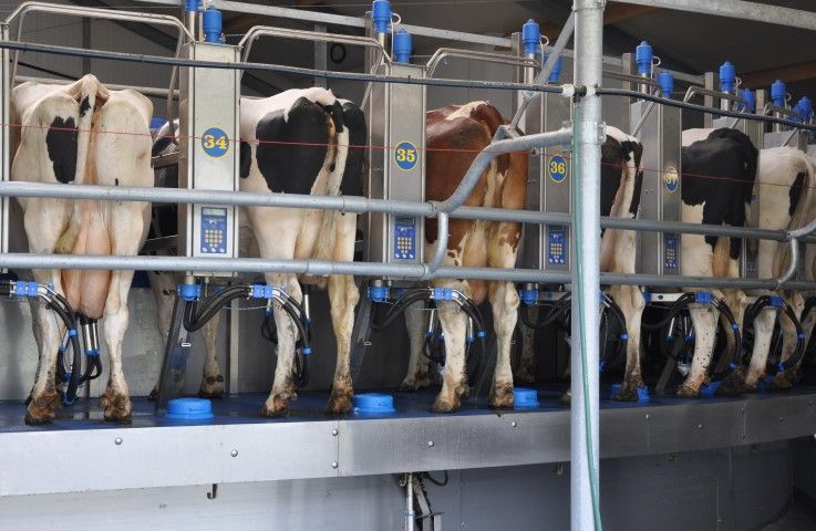 New Zealand milk production could fall further than expected