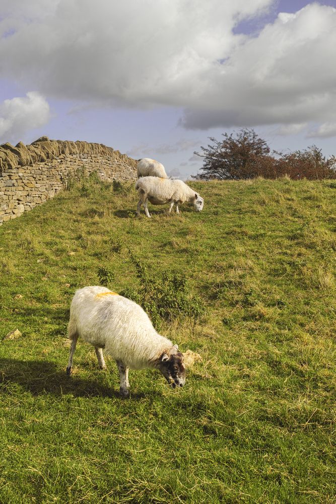 Upland management scheme needed