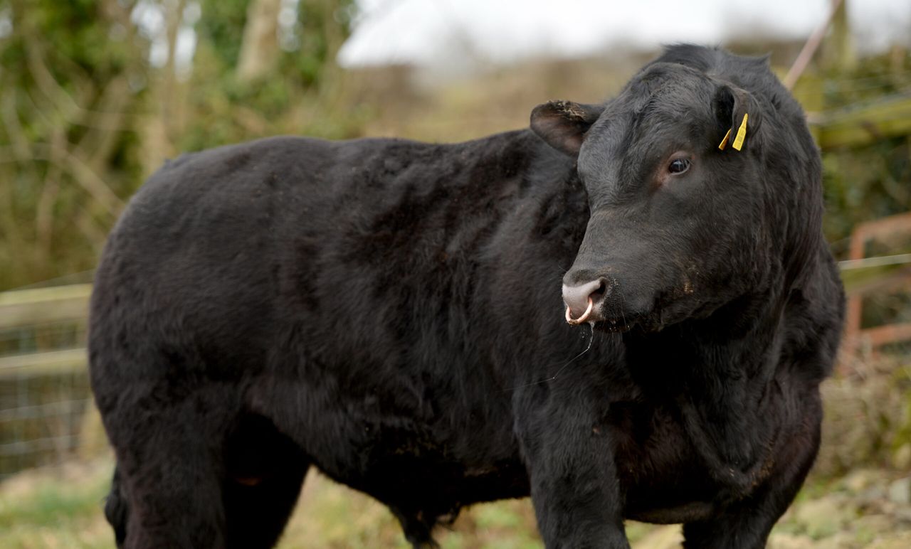 Why you should vaccinate the bull as well as the whole herd