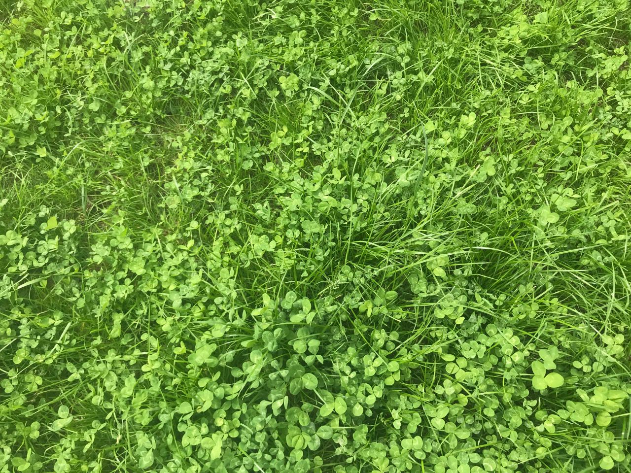 Managing clover swards on dairy farms this autumn