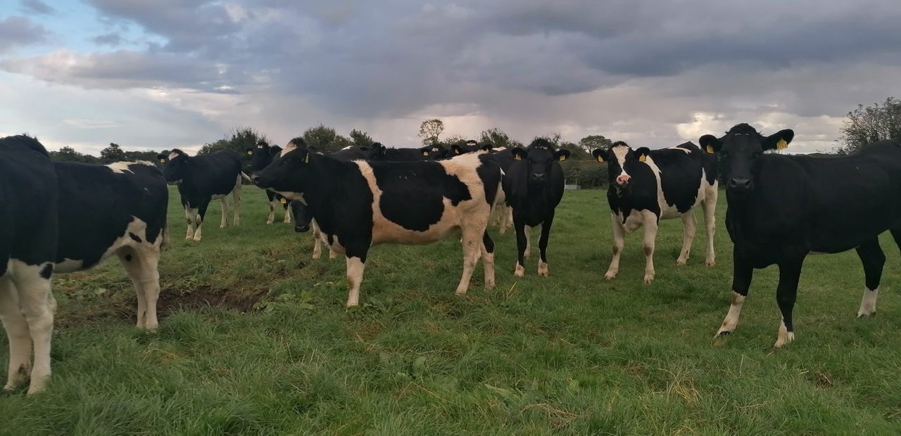 Possextown herd dispersal sale achieves top price of €2,700