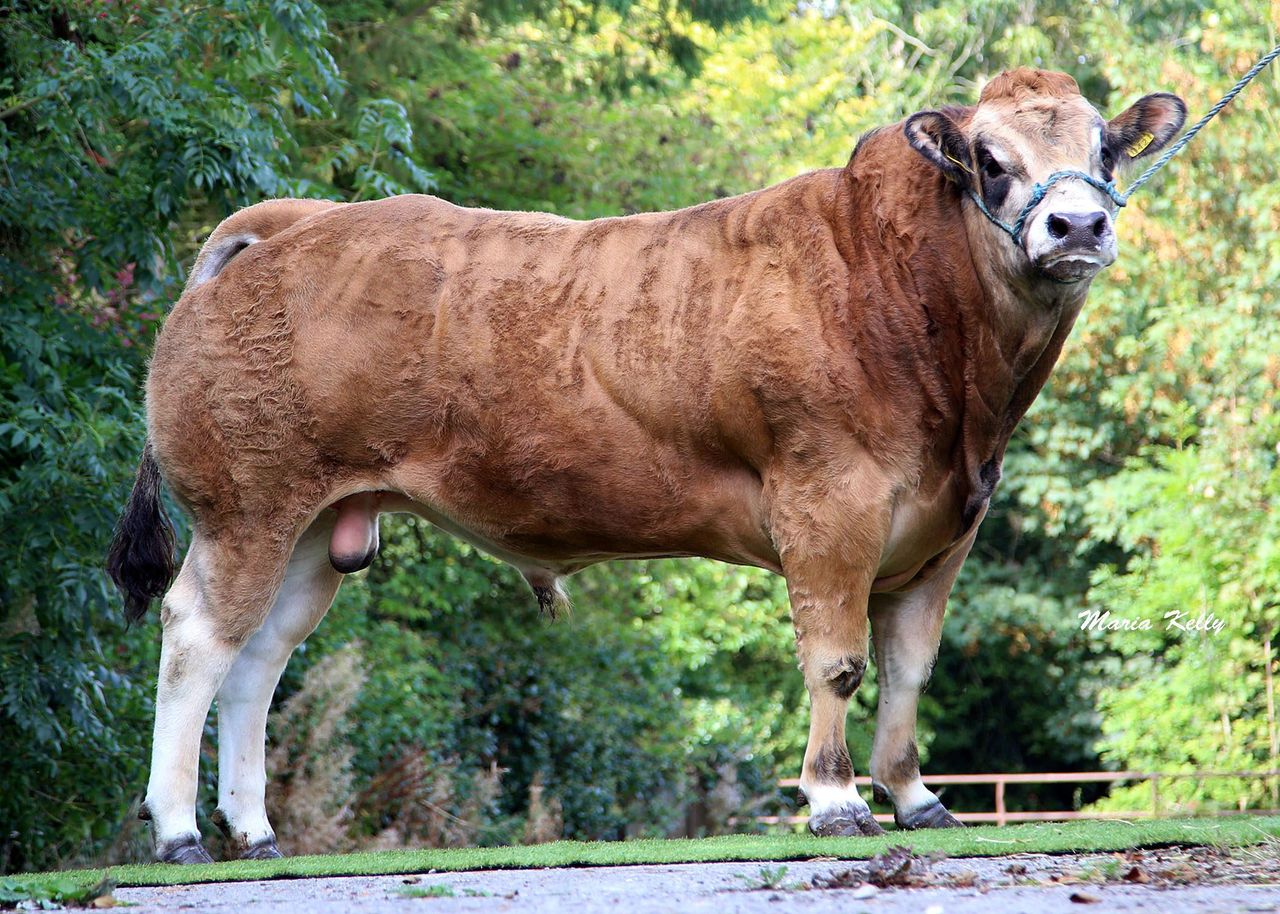 Gene Ireland beef bulls increase €uro star ratings - ICBF