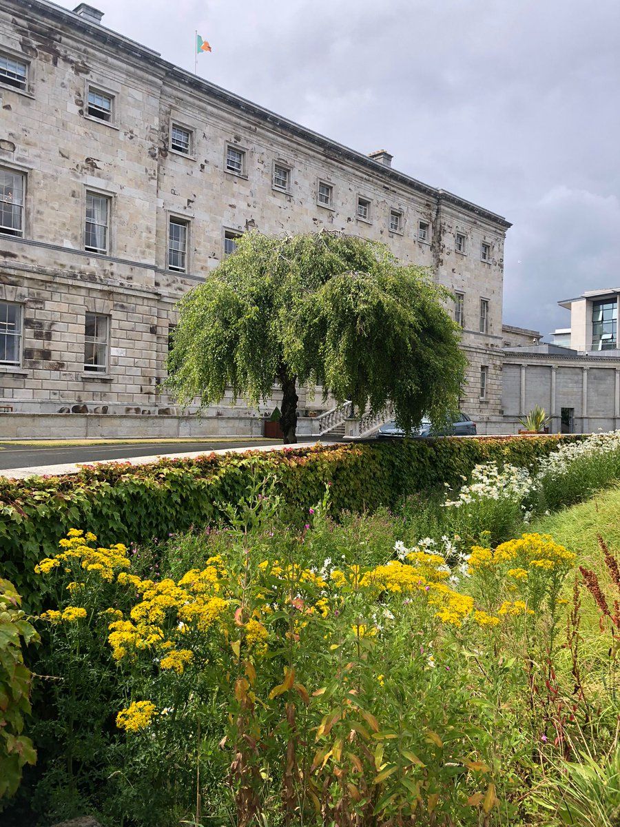 Ragwort growing outside Leinster House is a 'national embarrassment' - senator