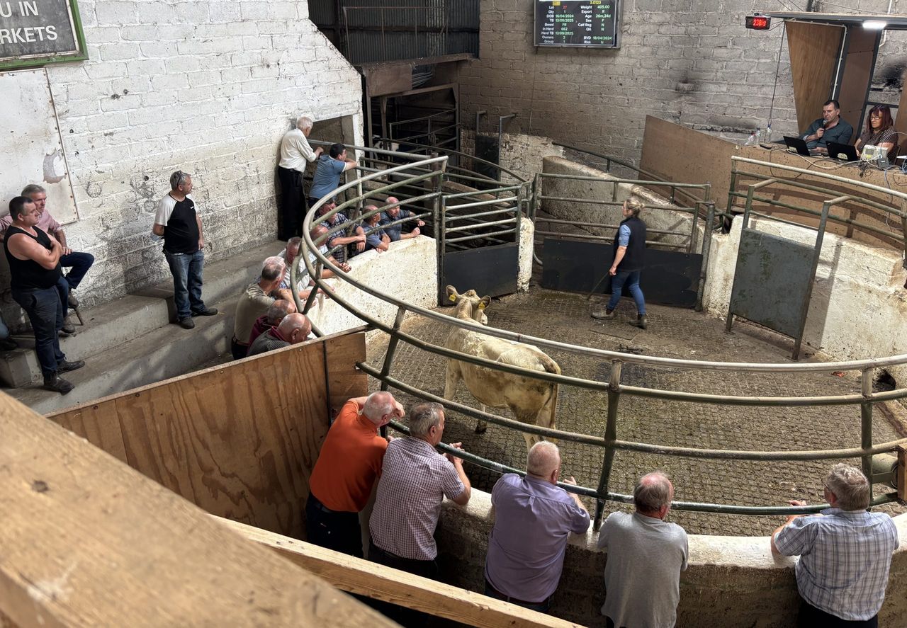 Mart report: Continental store bullocks clear €5/kg at Cootehill