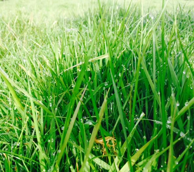 Are you using the best grass variety? Ongoing study throws up changes in performance