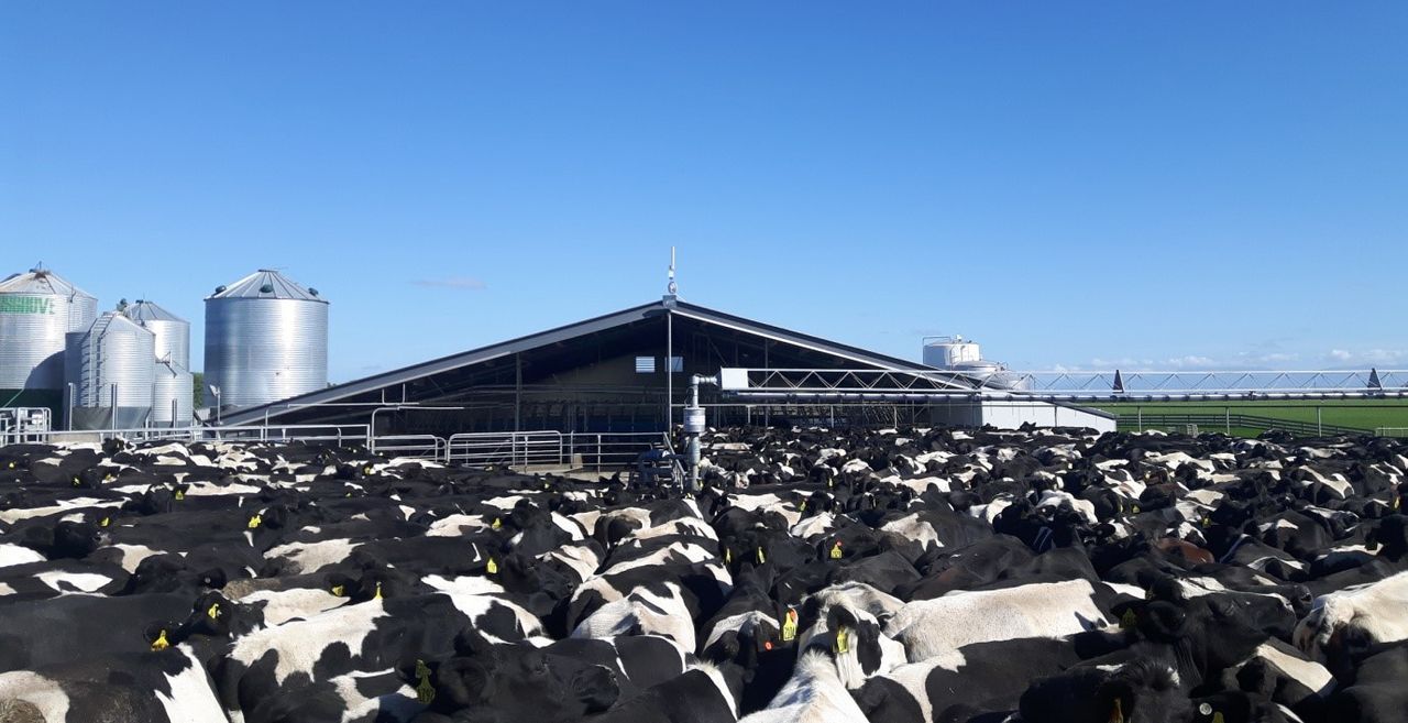 'New Zealand was my university in dairy farm management'