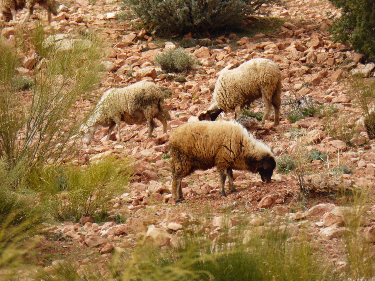 Study: Sheep involved in human livelihoods for 11,000 years