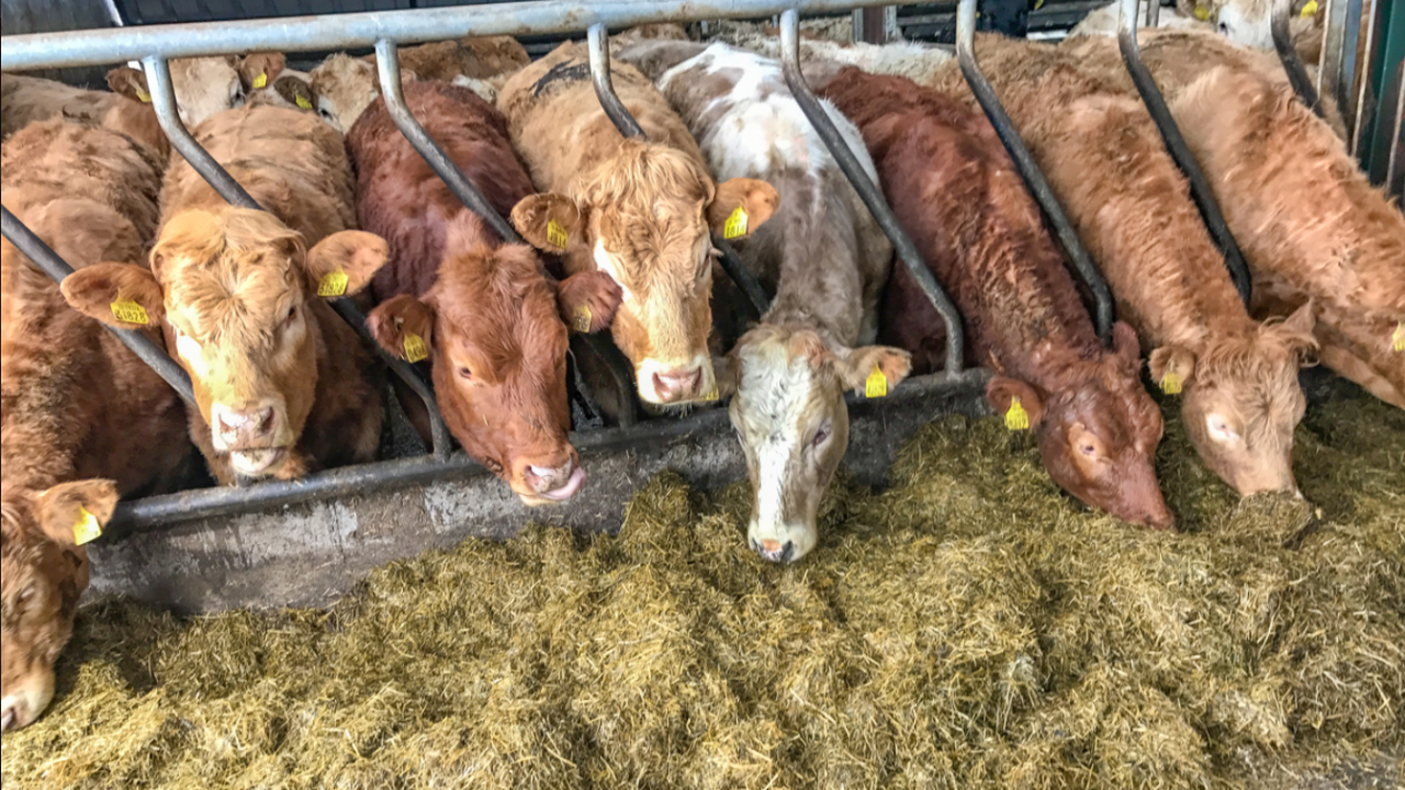 TB funding 'does not incentivise' disease prevention - commission