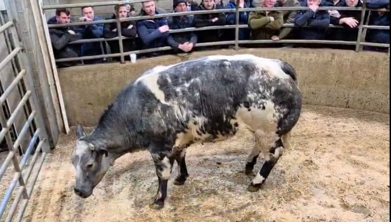 Breeding heifer prices hit €7,800 at Carnew Mart special sale