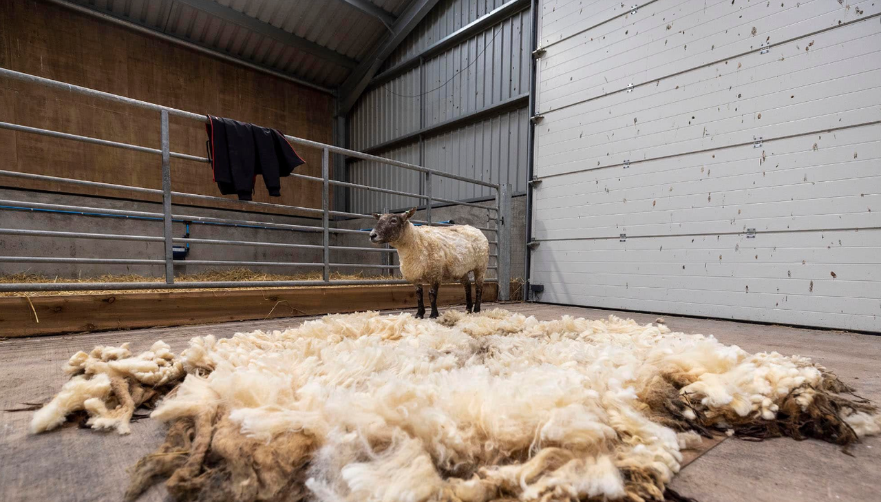 'Britain's loneliest sheep' rescued at the foot of Scottish cliffs after two years