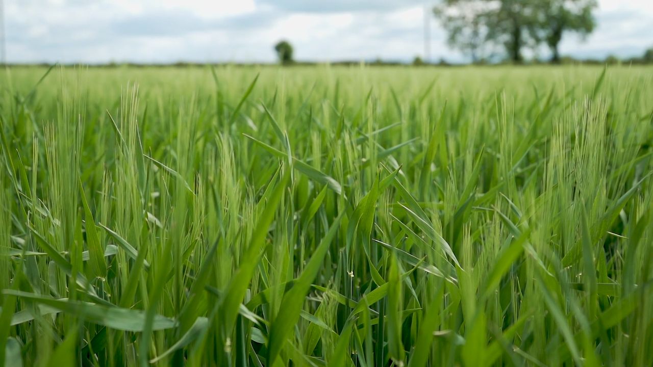Winter barley crops are starting to grow-on