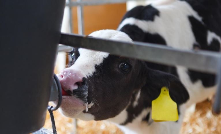 Bord Bia issues calf welfare update to dairy farmers