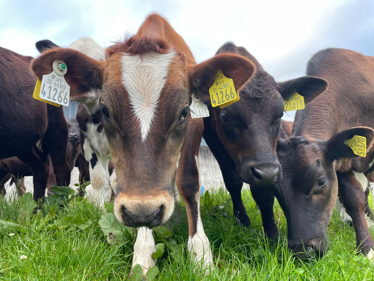 85% of dairy calves not exported or slaughtered in 2023