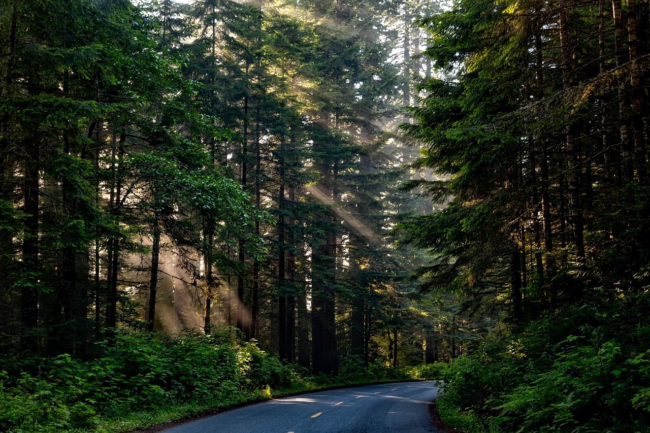 New Zealand needs to examine its current approach to forestry - commissioner