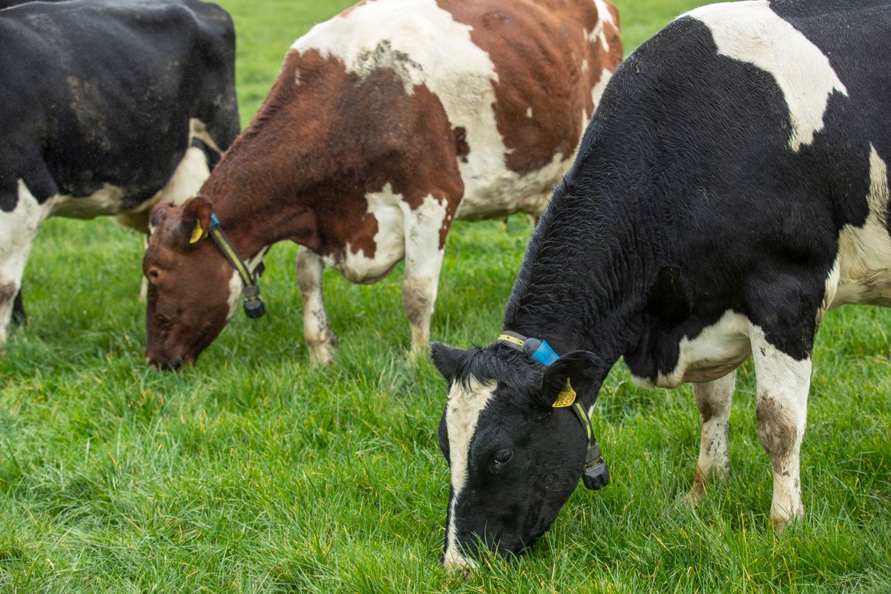 March Animal Health Series concludes with fertility discussion