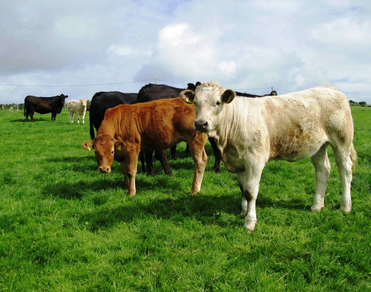 Coveney should 'play fair in the distribution of any supports to Ireland’s farmers'