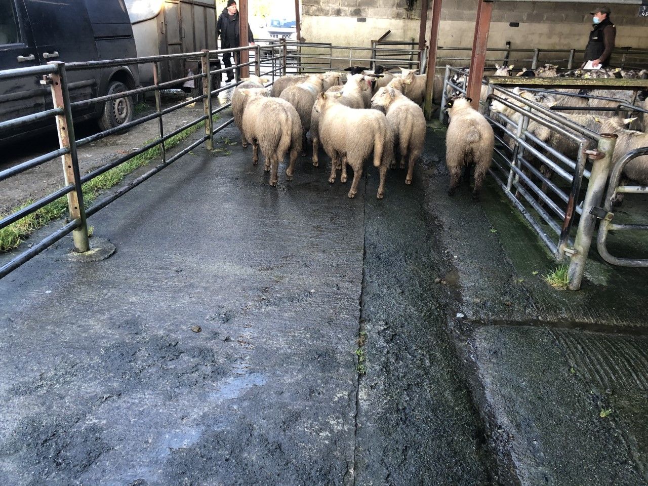 Number of hoggets exported live from Northern Ireland for direct slaughter has decreased