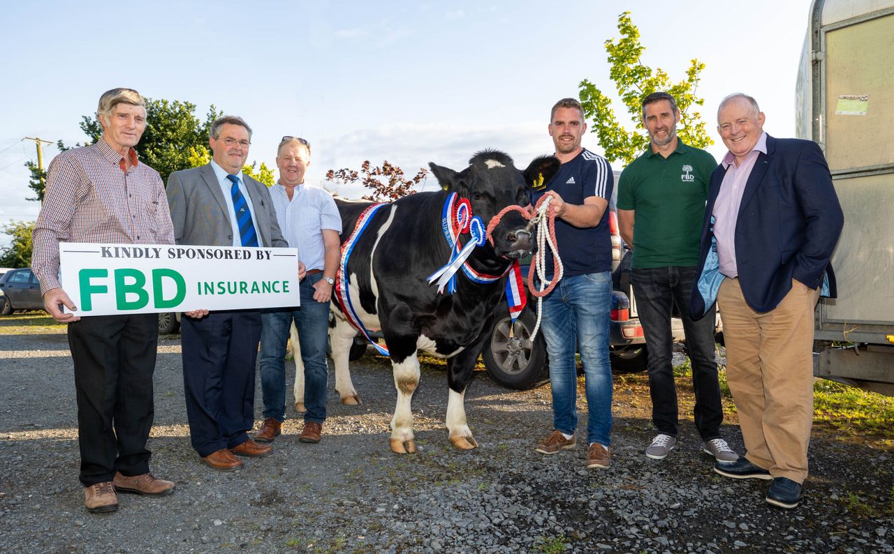 125th Ossory Show set to impress with quality cattle