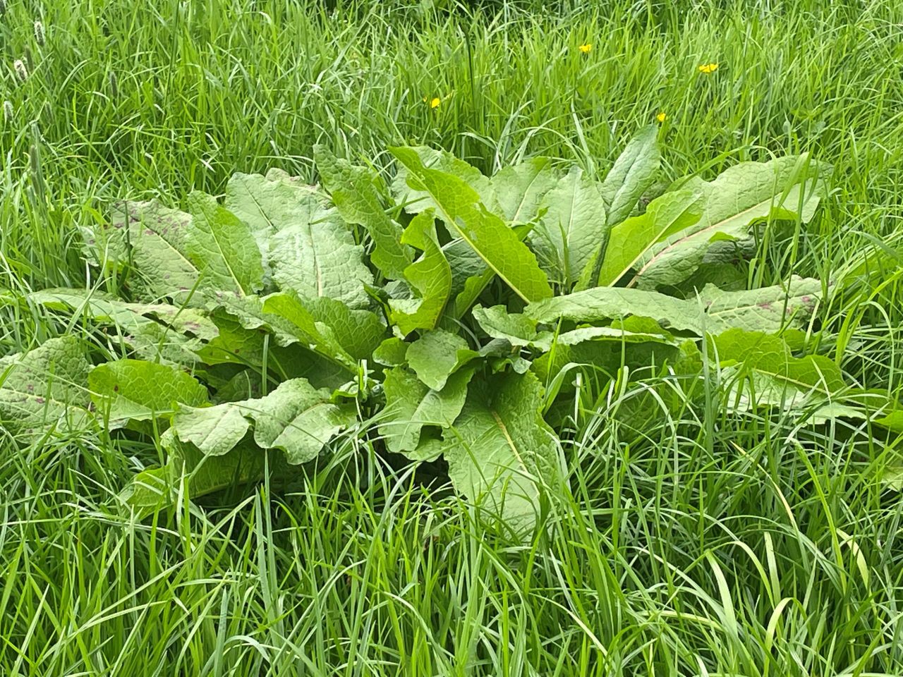 Is integrated pest management the way to go with docks?
