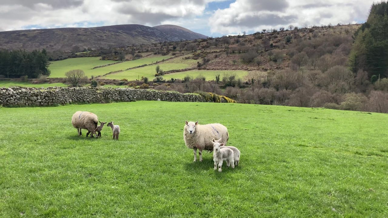 'High-index sheep produce less GHG emissions per kilo of carcass produced'