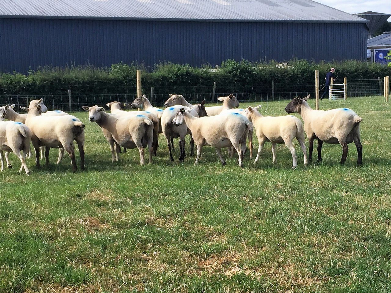 Grass advice: Are you following the key grazing mantra?