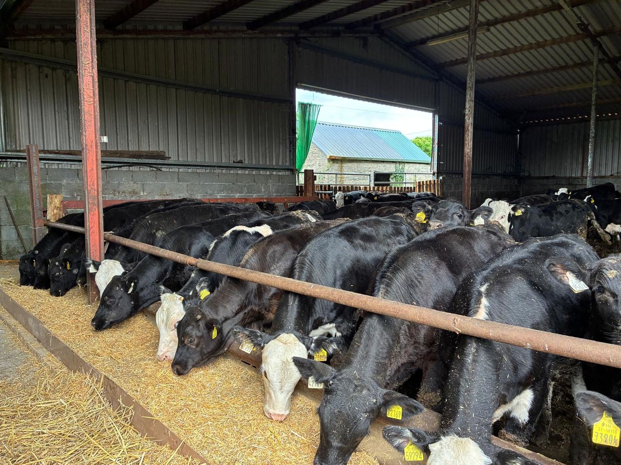 Buyer of 400,000 calves confirms move to trial 'Rose beef' production in Ireland