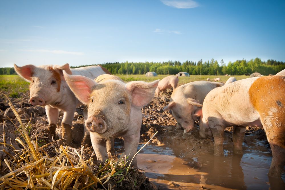 Pig prices move in the right direction - IFA