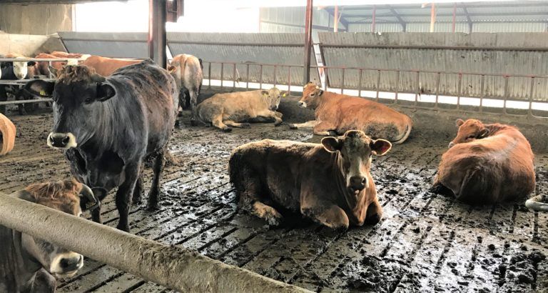Have you adequate feed and lying space for your cattle this winter?