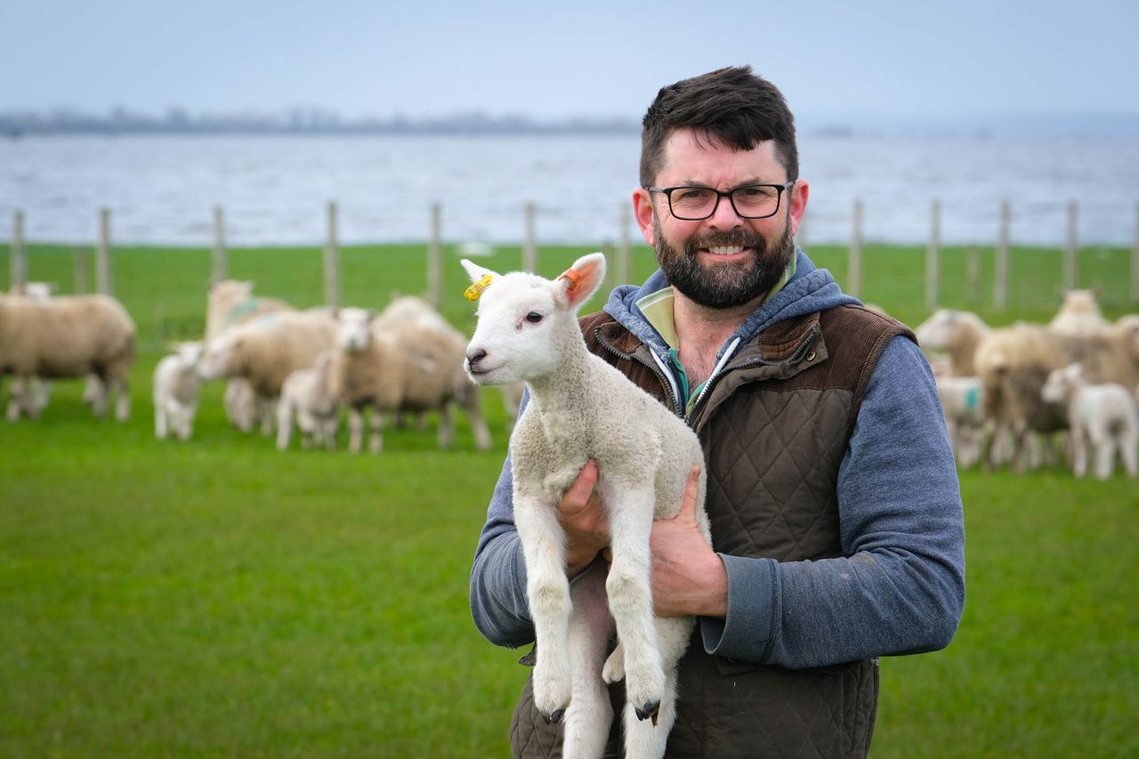 280 ewes lambed in 3 weeks off the shores of Lough Neagh