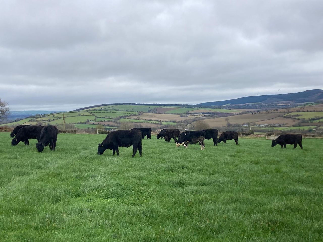 ABP Demo Farm: Calves arrive and cattle grazing continues
