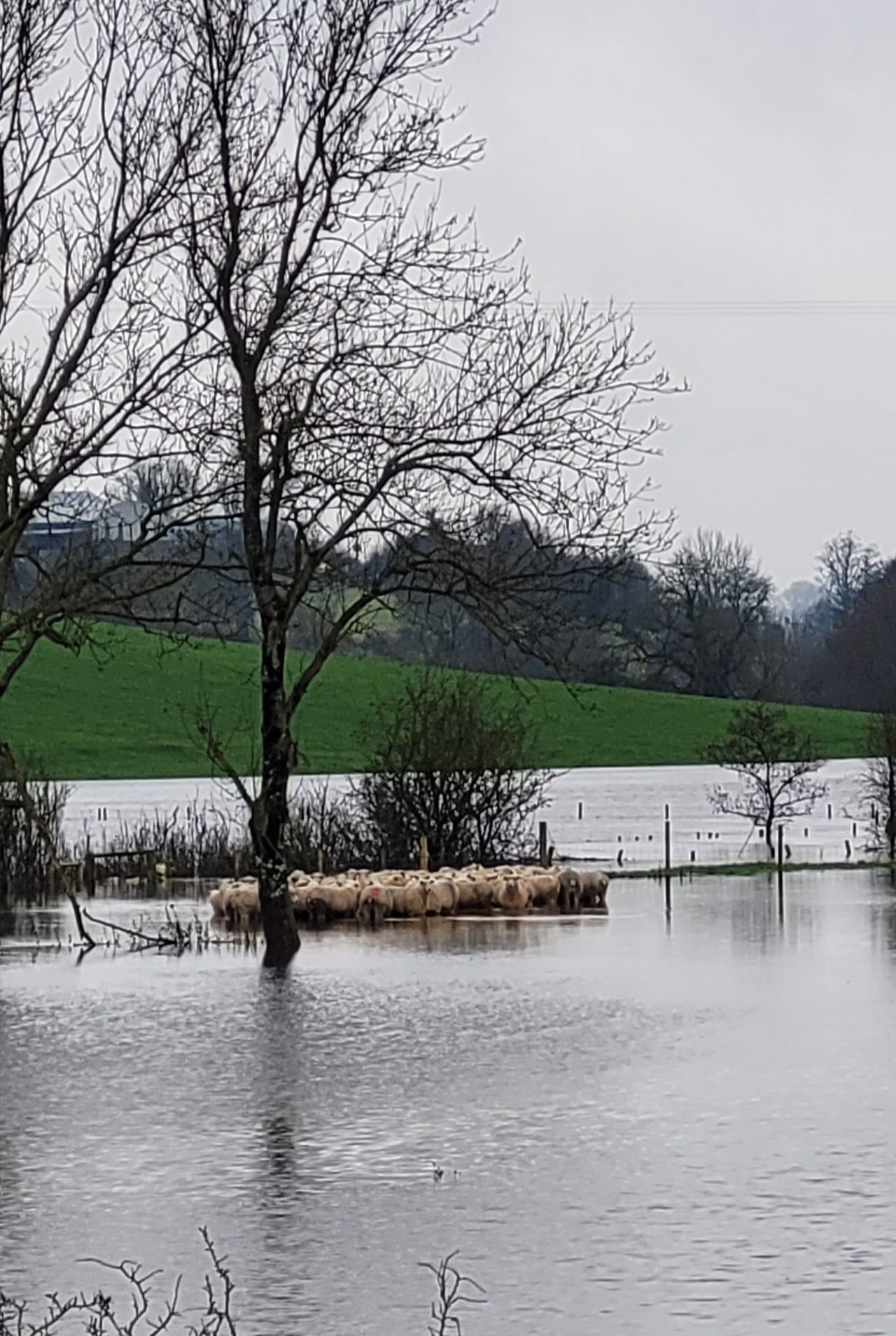 Pics: Firefighters free 52 sheep from flood water in Armagh
