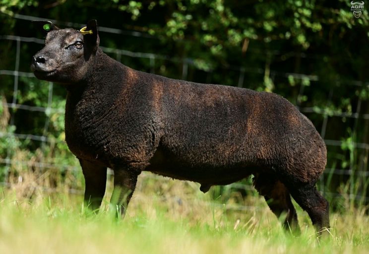 The powerful Kangaroo ET sold for £1,600