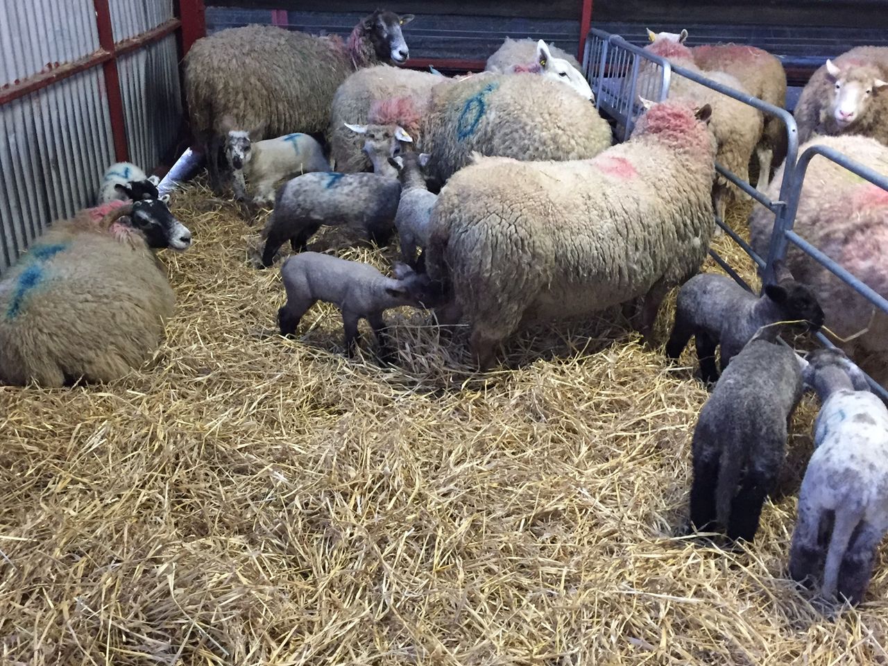 'Cheap rations in late pregnancy are not always the best option for sheep'