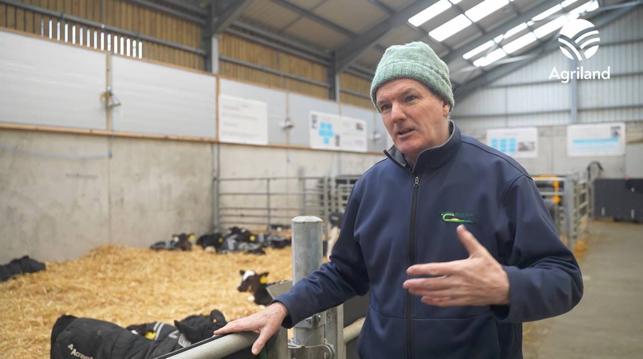 What does the ideal calf shed look like?