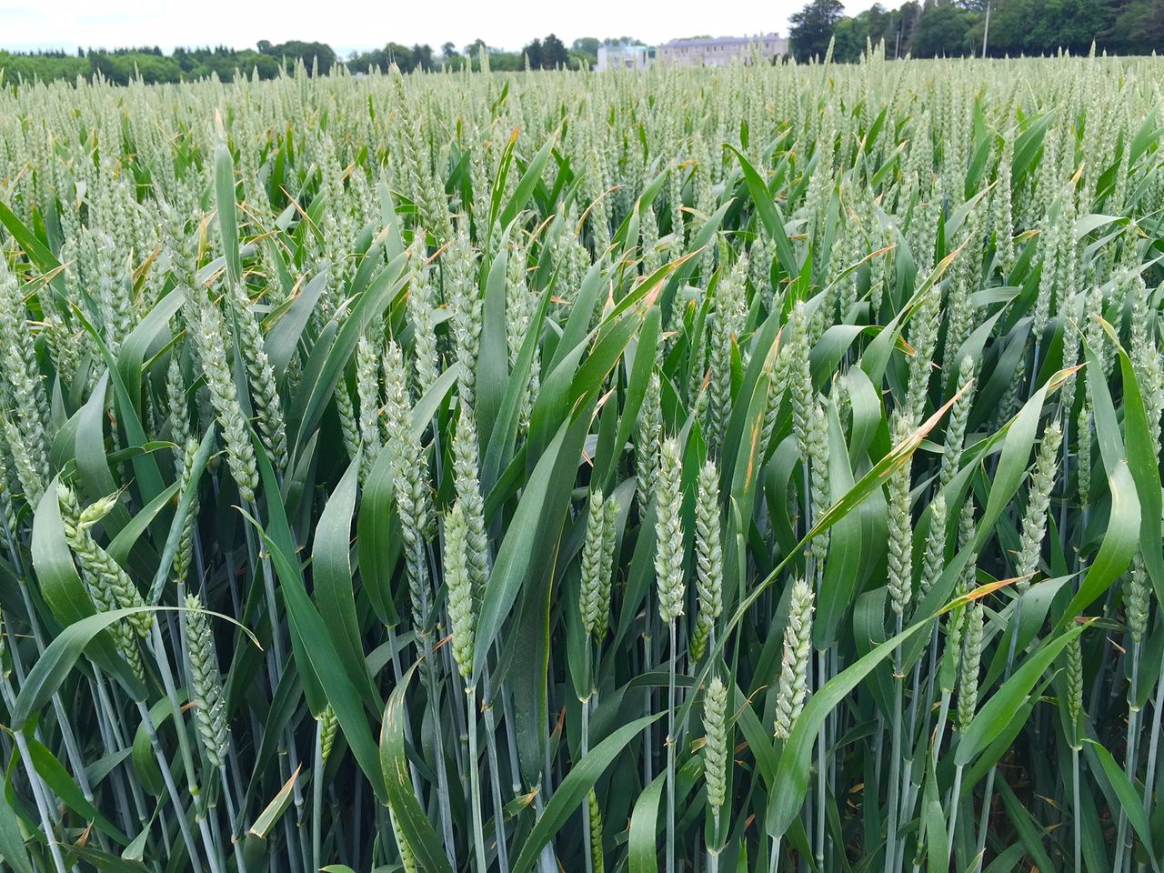 Good prospects for 2015/2016 world cereal harvest