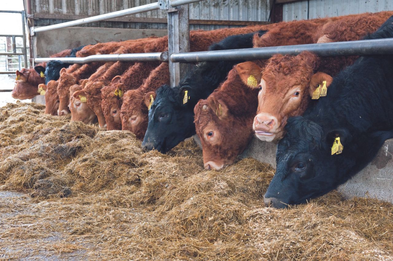 'There is clear basis for beef price increase' - ICMSA