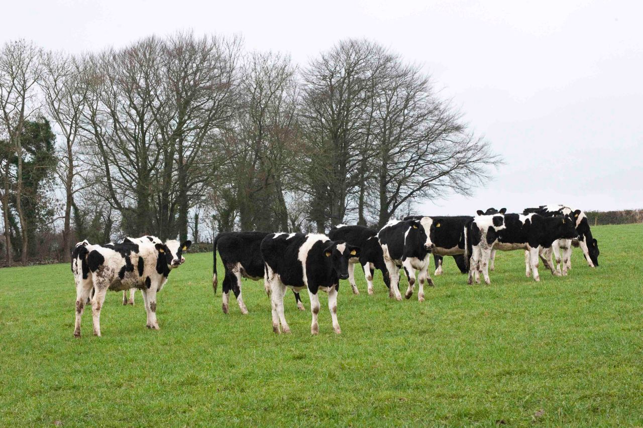 Mid-west sees growth in contract dairy heifer rearing
