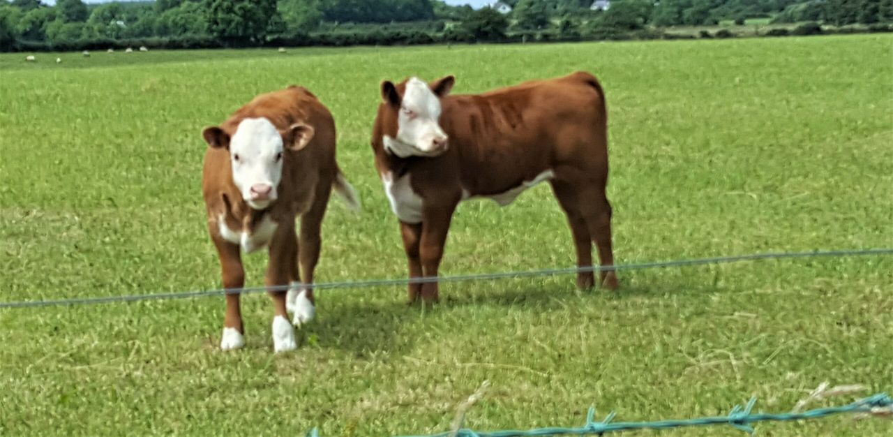 'Social farming participants brought life to the farm'