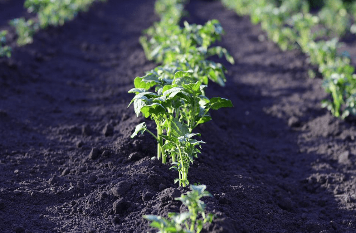 Met Éireann issues warning for potato blight
