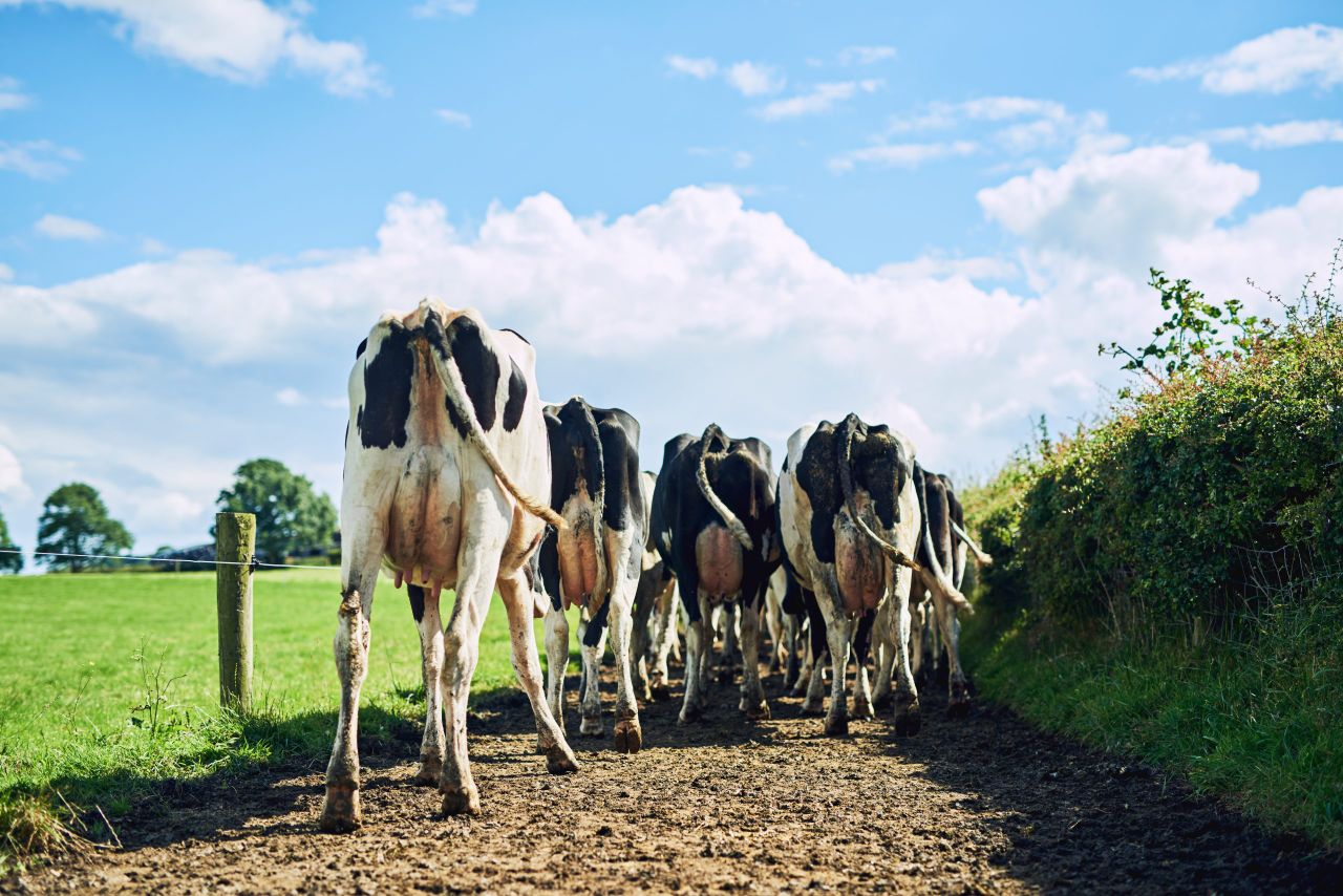 Dairy advice: Correcting cow flow this winter