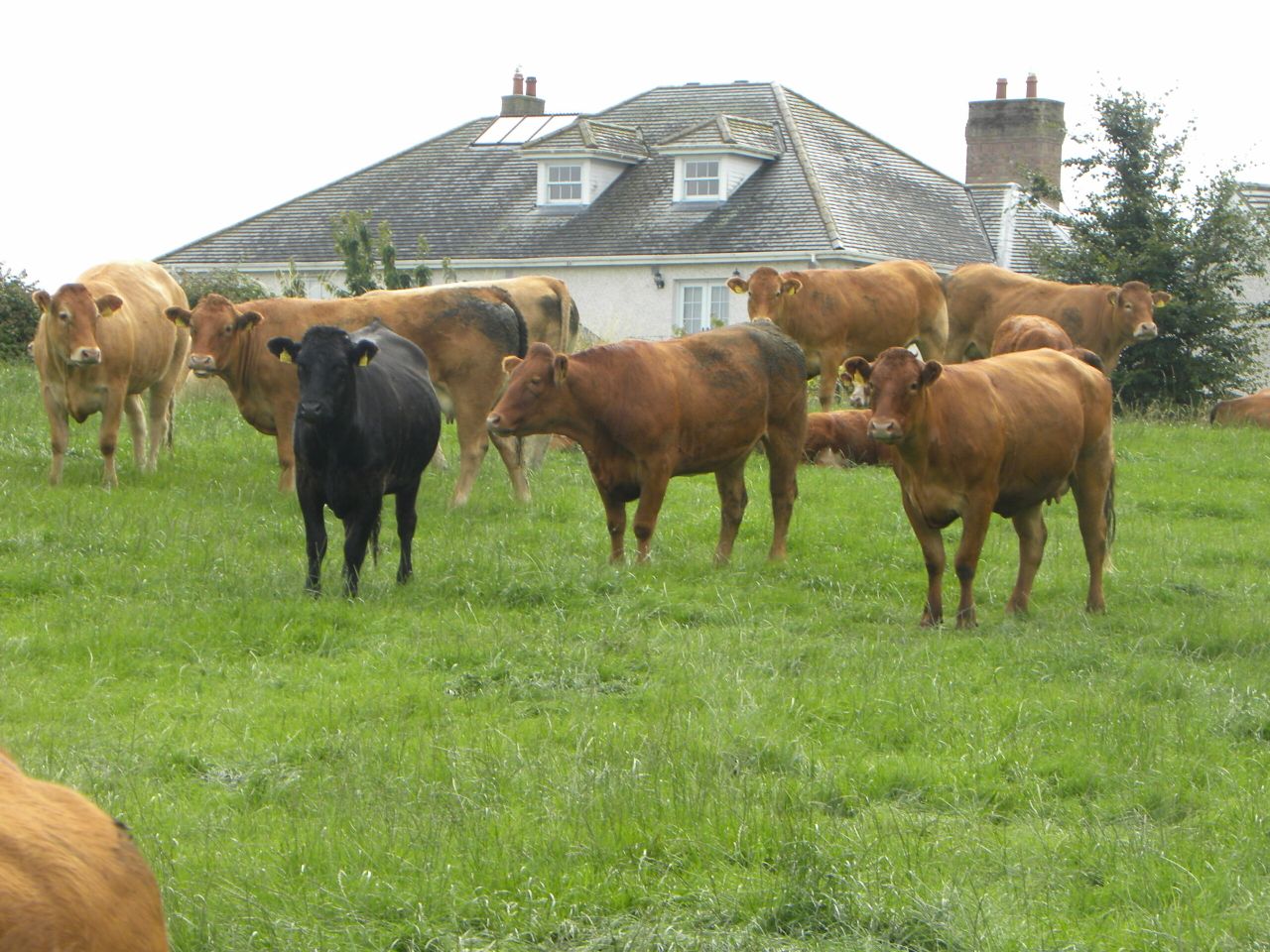 Factory heifer price falls 45c/kg since August - Quotes drop below €4/kg