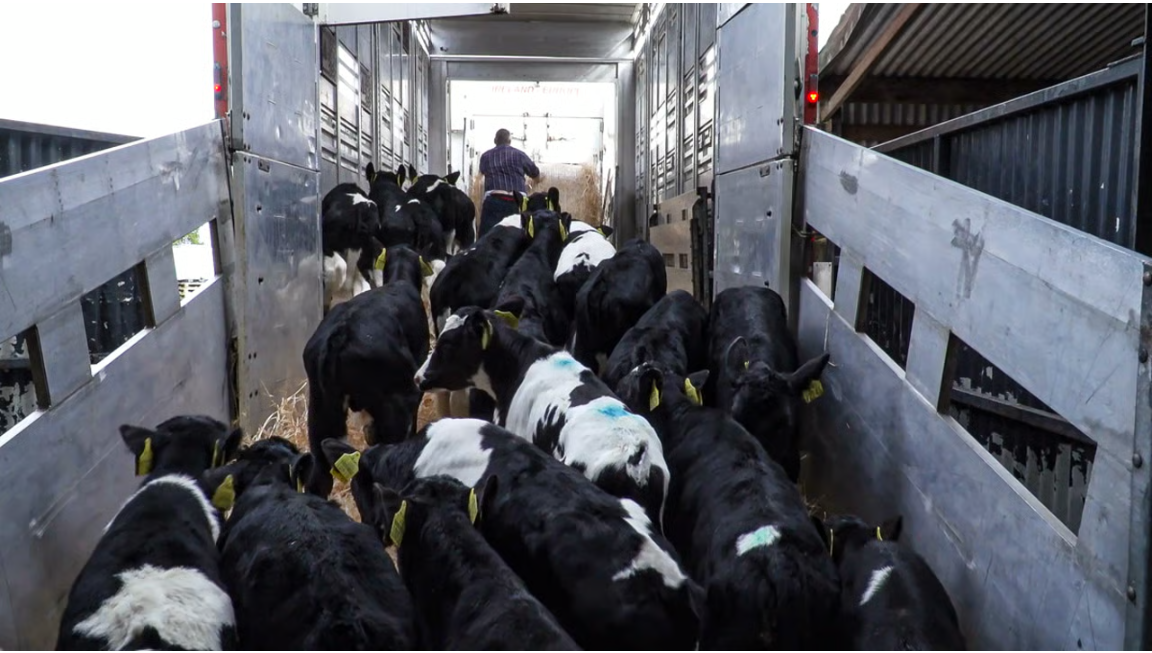 What impact could bluetongue have on calf exports next spring?