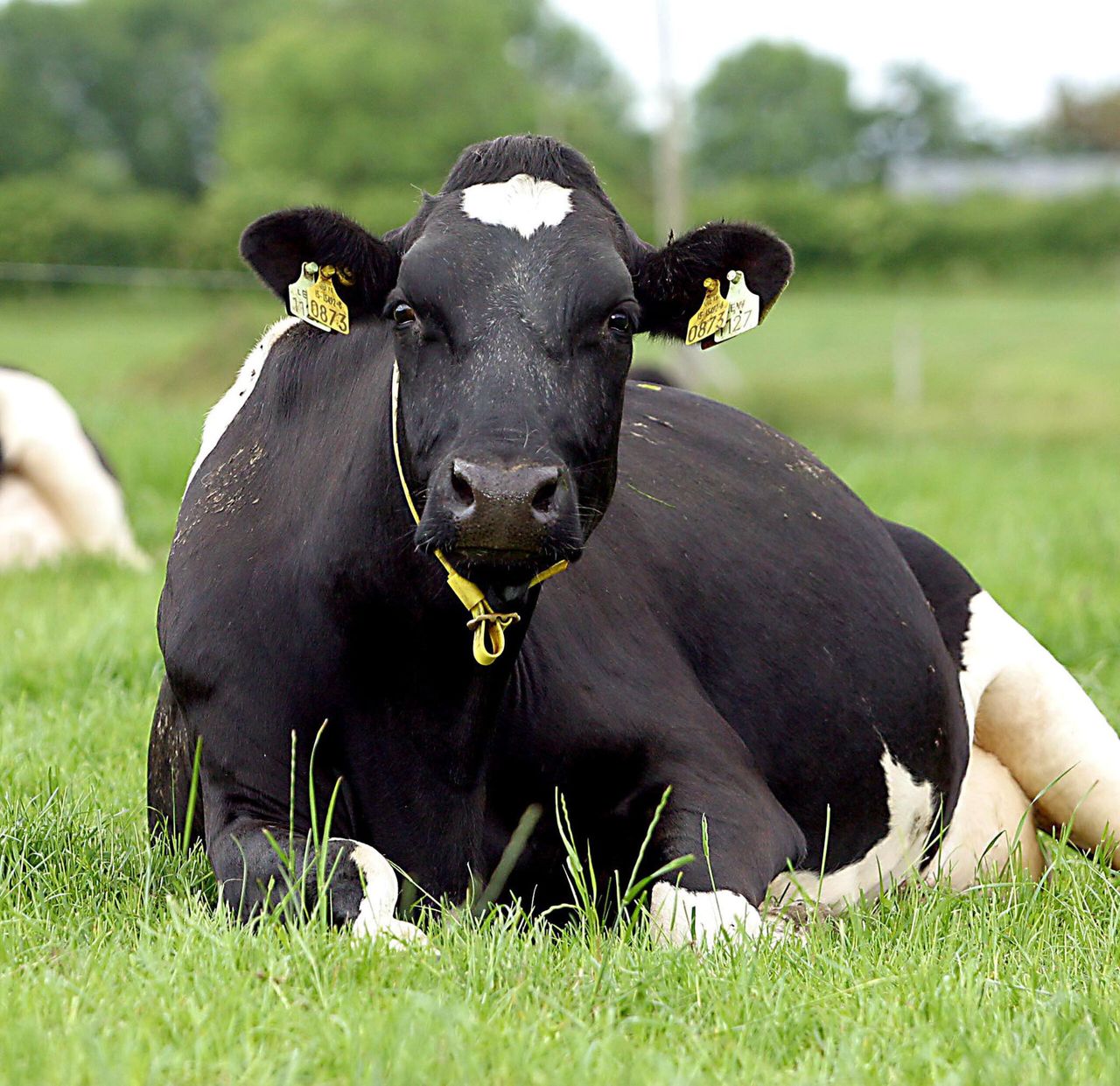 'EU milk production to grow by 1.2% in 2015'