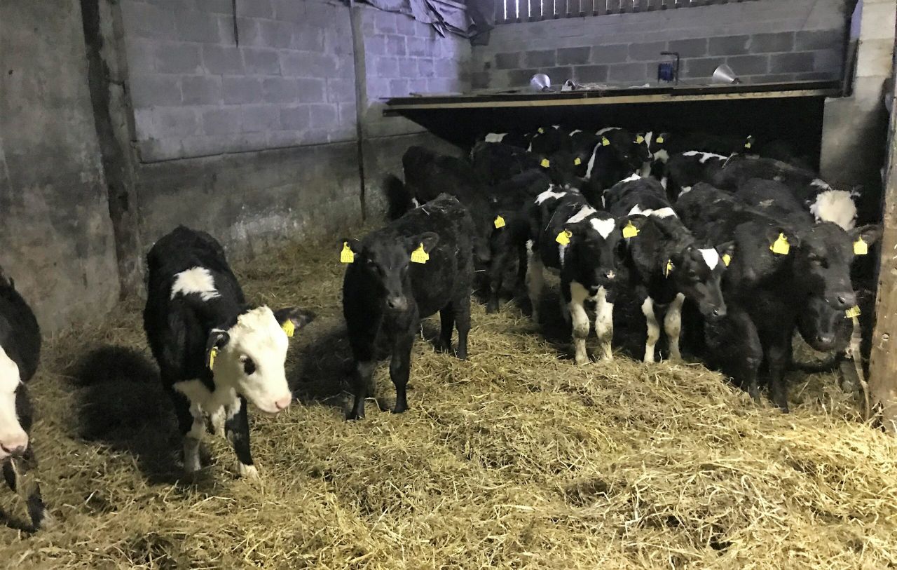 National Dairy Conference: Future of dairy breeding programme