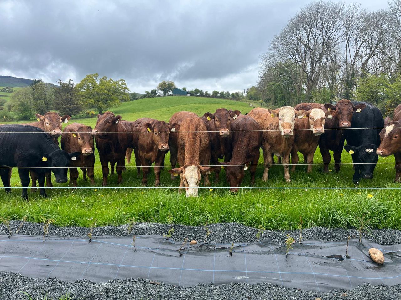 Clare FutureBeef farmer to showcase suckler breeding at national farm walk