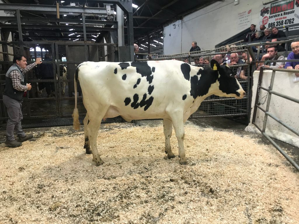 Lot 24: Ballyclan Aladdin Pledge, sold for 3,550gns