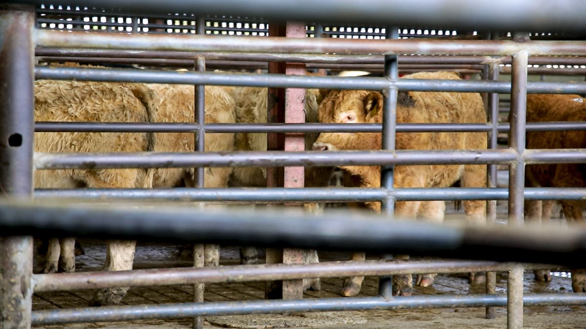 Heavy continental bullocks clearing €3/kg at Carnew Mart